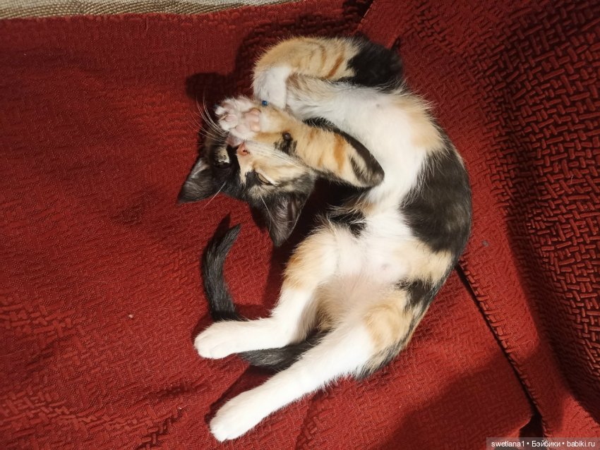 Тришкина Елка — Болталка и разговоры обо всем: жизнь (фото 4)