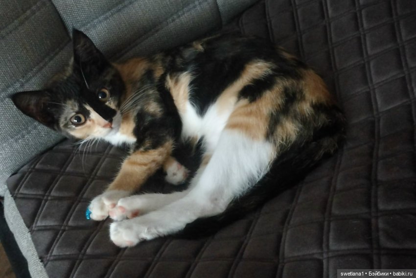 Тришкина Елка — Болталка и разговоры обо всем: жизнь