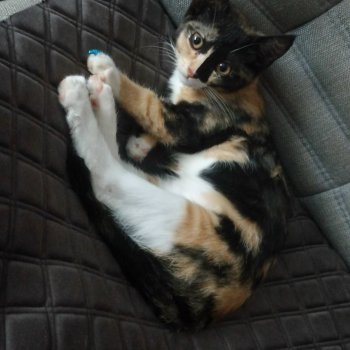 Тришкина Елка