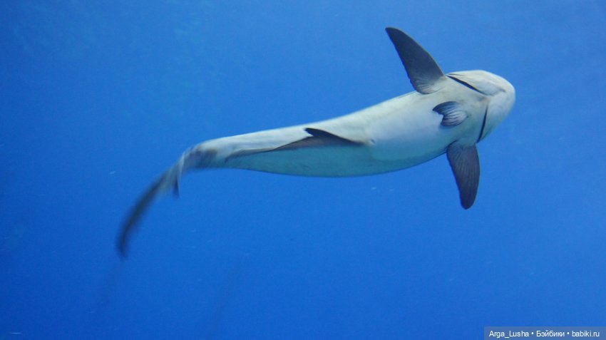 Два путешествия во Вла-ди-вос-ток (серия первая) (фото 2)
