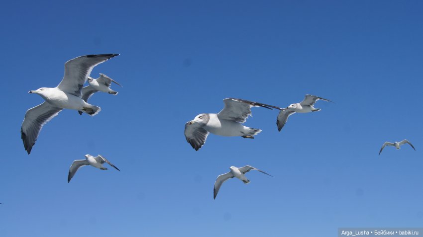 Два путешествия во Вла-ди-вос-ток (серия первая) (фото 10)