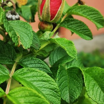 Прекрасные соцветия или прогулки с разными куклами