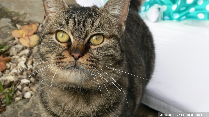 Ремонт куклы от Monika Levenig, Сабрина