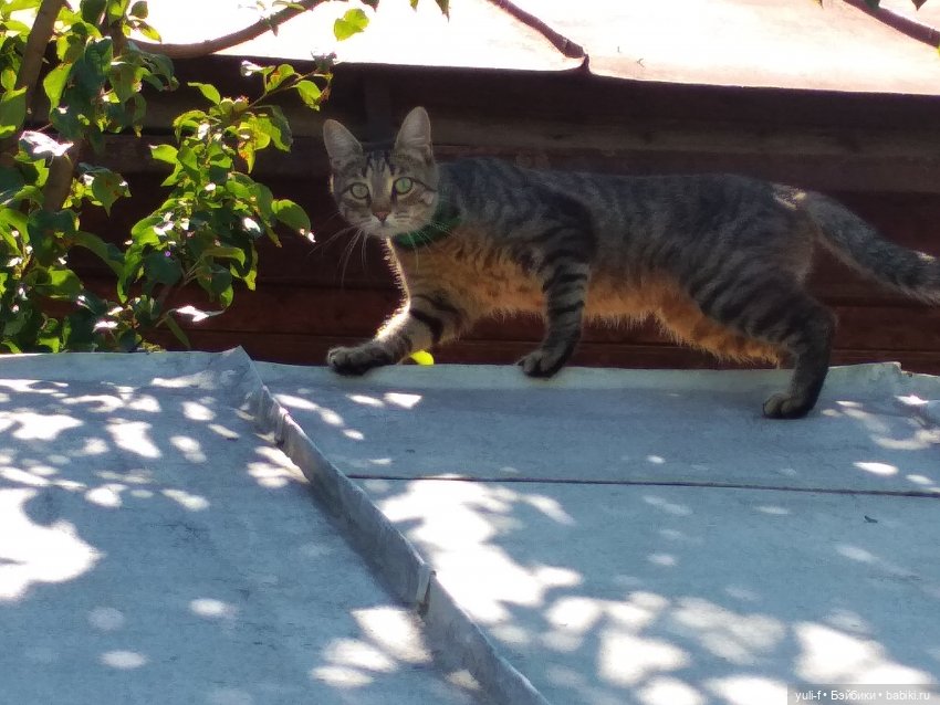 Маленькие радости большого лета