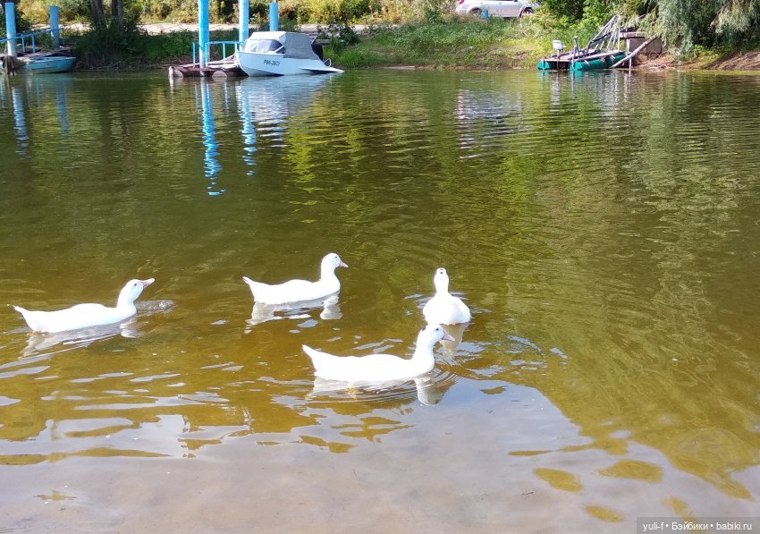 Маленькие радости большого лета