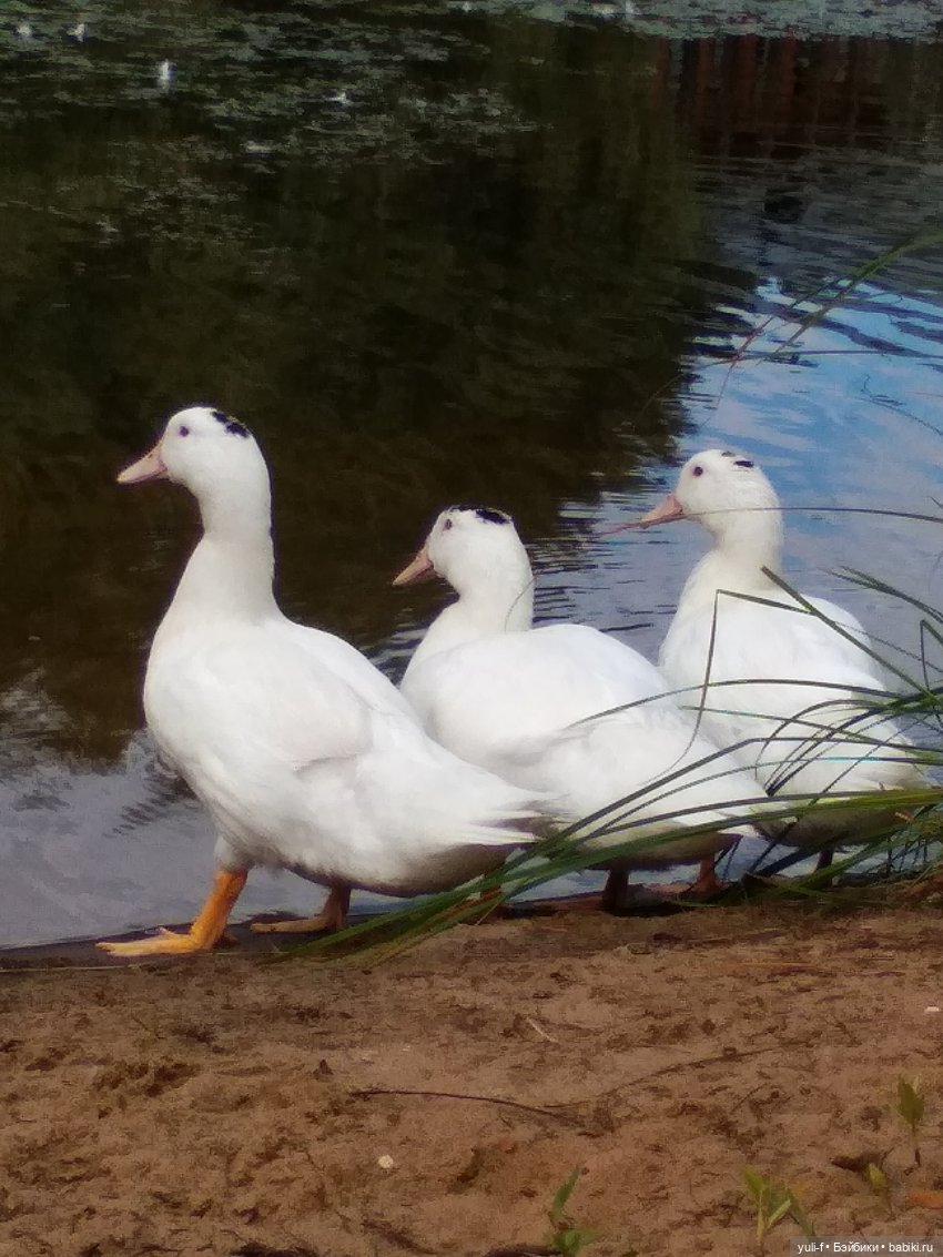 Маленькие радости большого лета