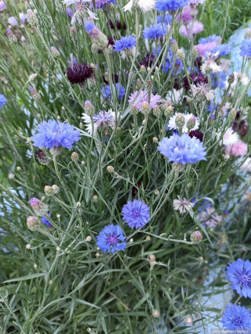 Рисуя лето — Игровые куклы разных производителей (Разное): редкие бренды