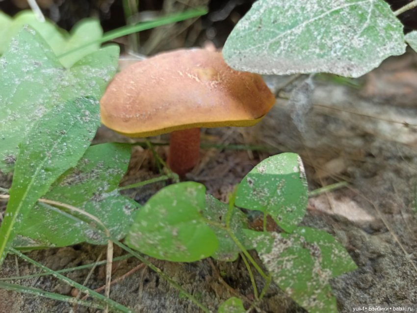 Рисуя лето — Игровые куклы разных производителей (Разное): редкие бренды