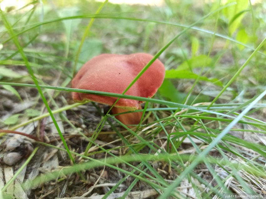 Рисуя лето — Игровые куклы разных производителей (Разное): редкие бренды