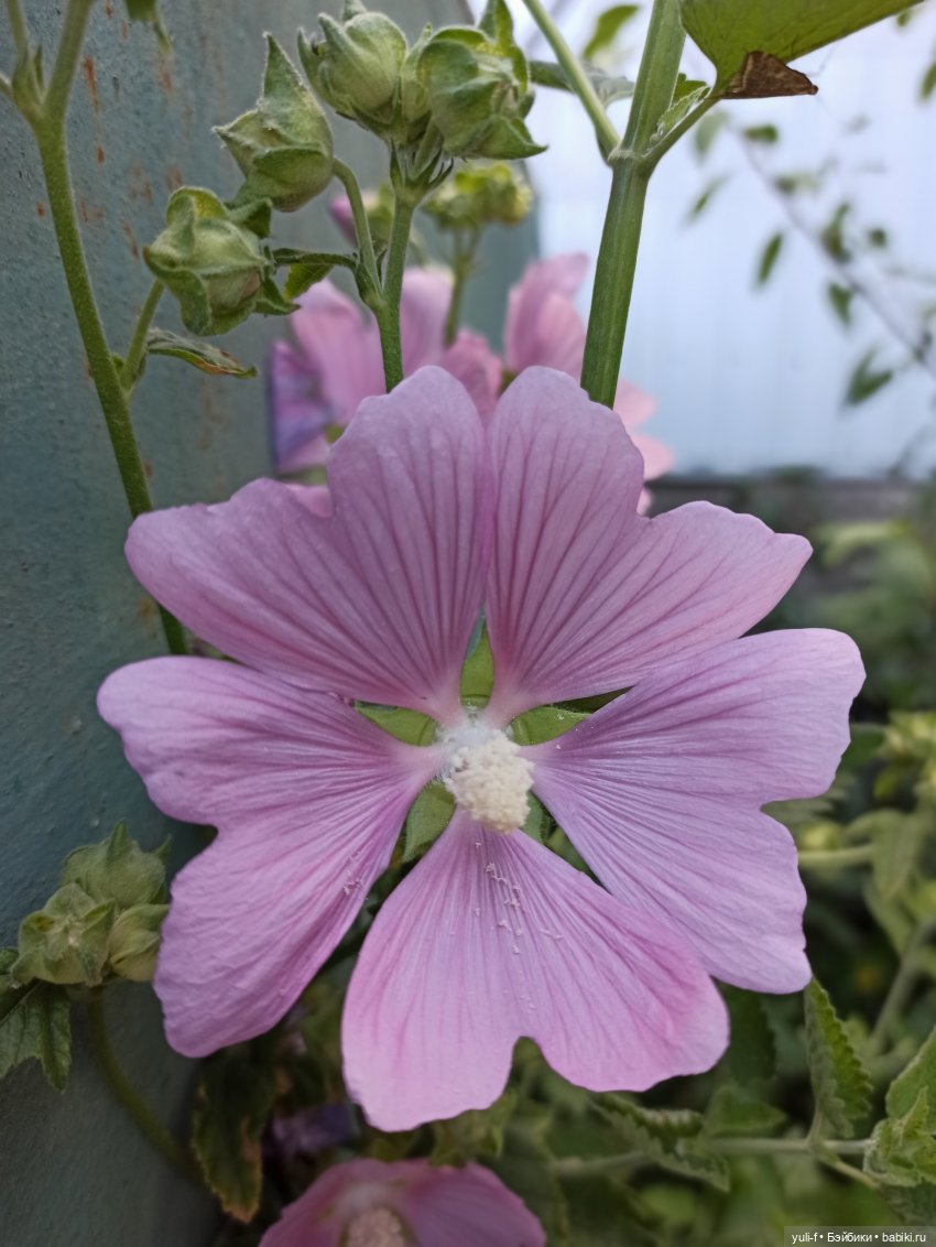 Рисуя лето — Игровые куклы разных производителей (Разное): редкие бренды