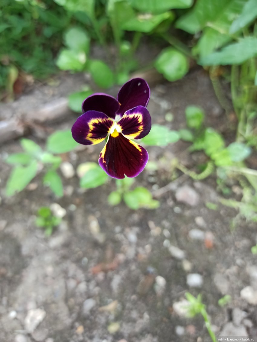 Рисуя лето — Игровые куклы разных производителей (Разное): редкие бренды