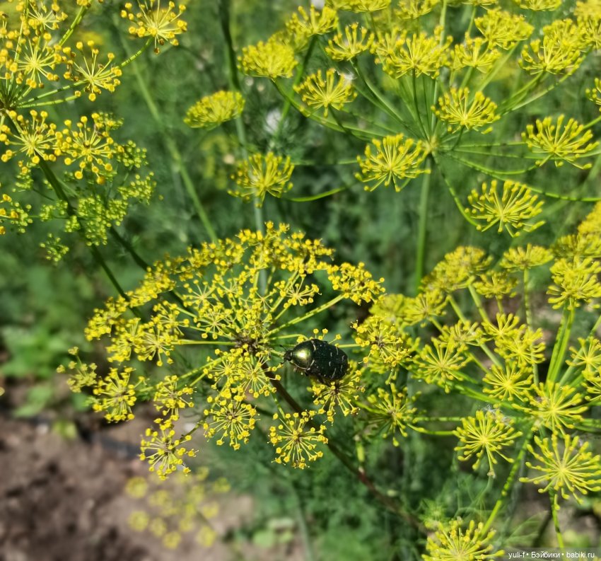 Рисуя лето — Игровые куклы разных производителей (Разное): редкие бренды