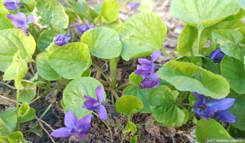 Анютины глазки — Зарубежные винтажные куклы (Европа