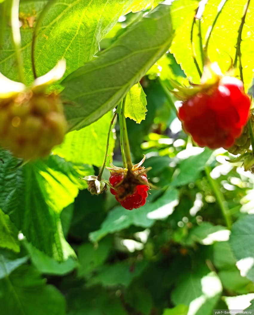 После дождя — Винтажные куклы ГДР (Немки): Бигги (фото 10)