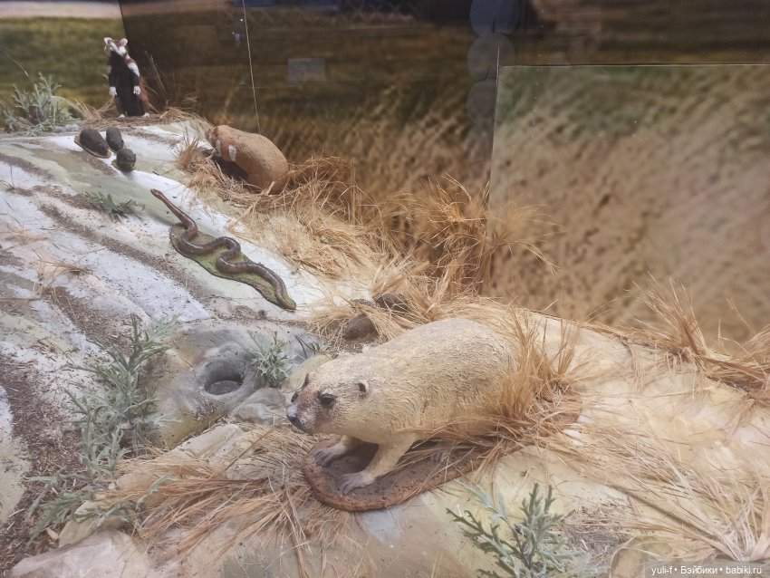 Солнечная поляна. Часть 1. Пенни