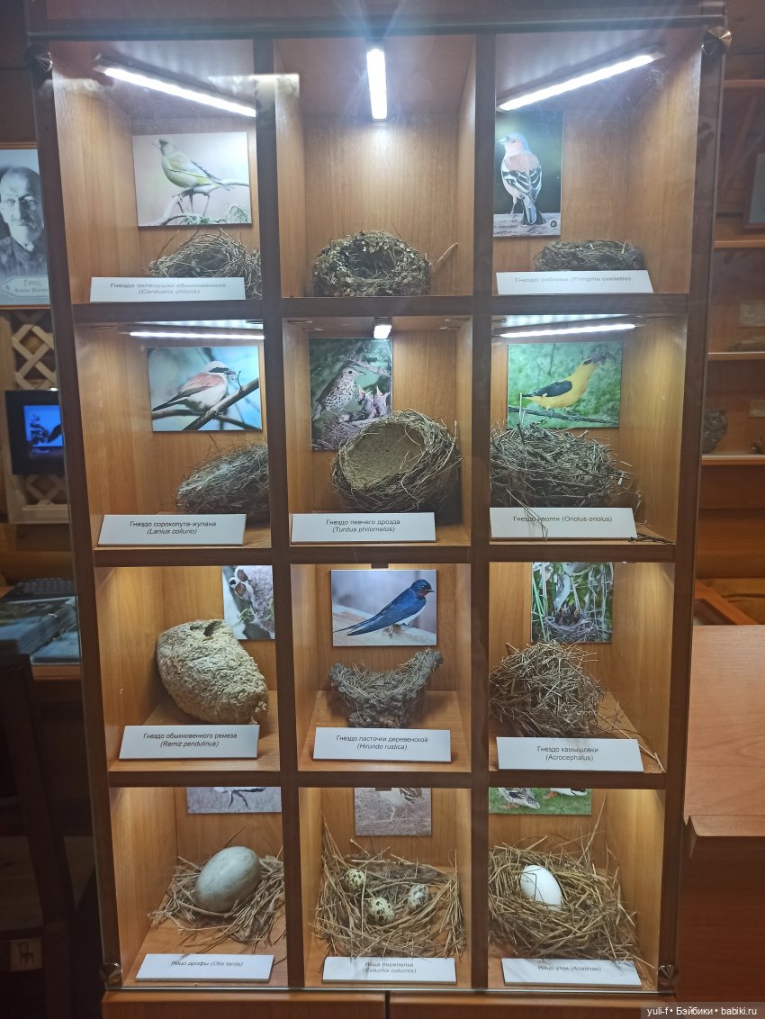 Солнечная поляна. Часть 1. Пенни (фото 10)