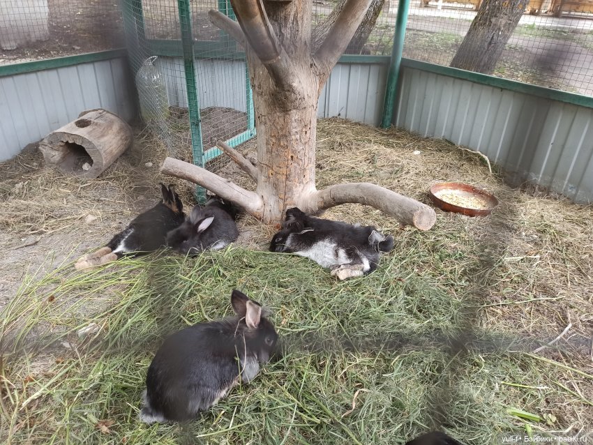 Солнечная поляна. Часть 1. Пенни