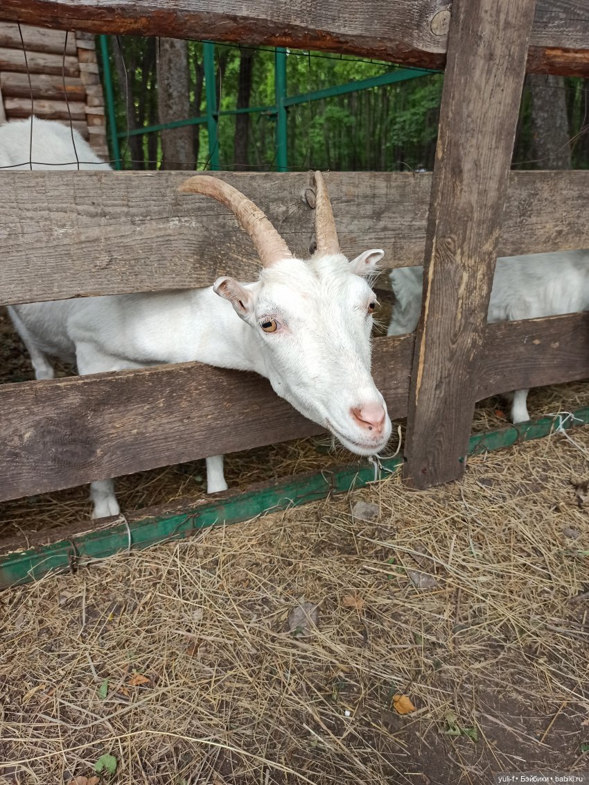 Солнечная поляна. Часть 1. Пенни