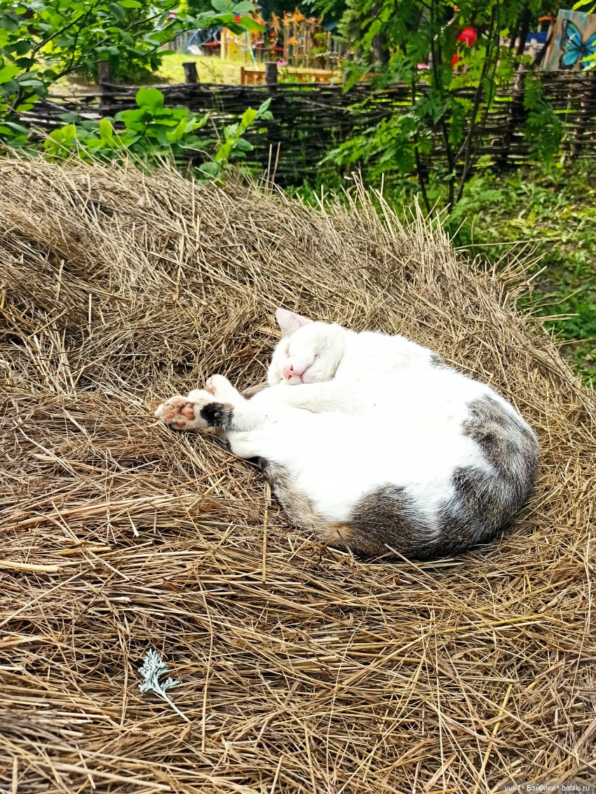 Солнечная поляна. Часть 1. Пенни