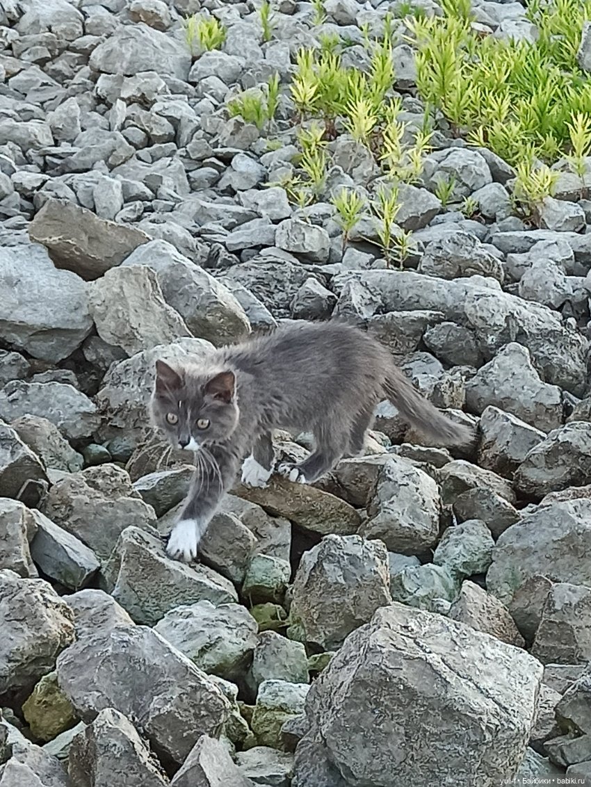 А мальчишке снились якоря