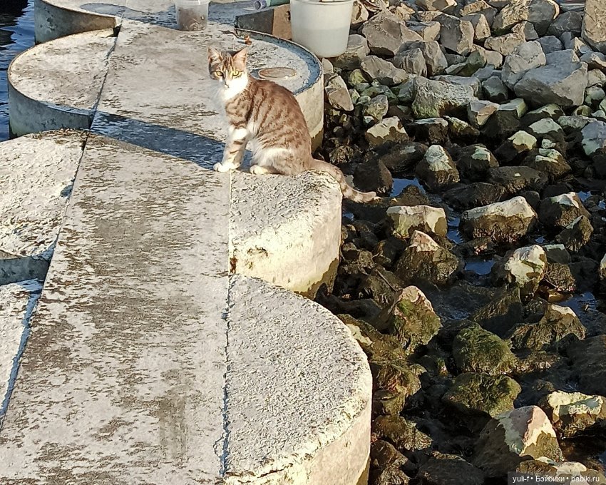 А мальчишке снились якоря