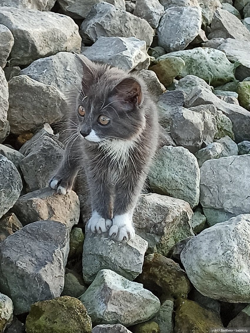 А мальчишке снились якоря
