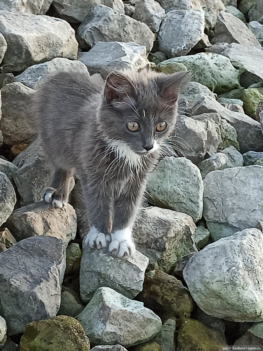 А мальчишке снились якоря