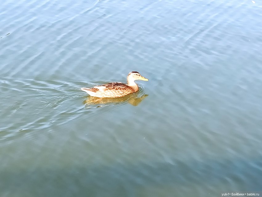 В краю сосен, меловых гор и ... водопадов (фото 7)