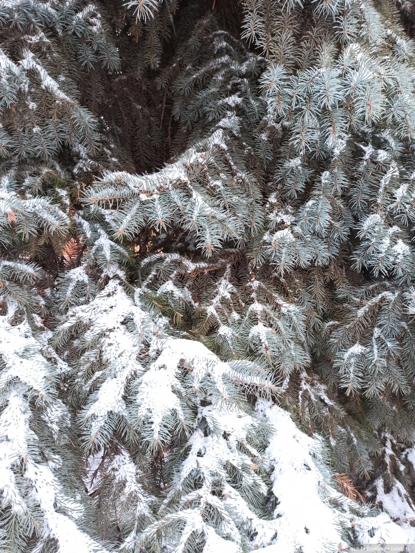 Целый день шел снежок, чудо как хорошо (фото 4)