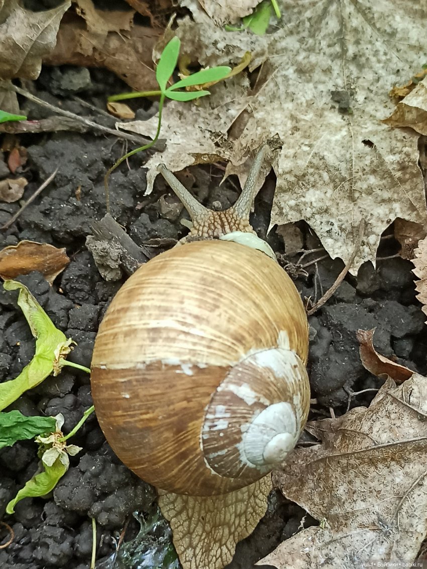 Сказ о том, как Сергей на охоту ходил