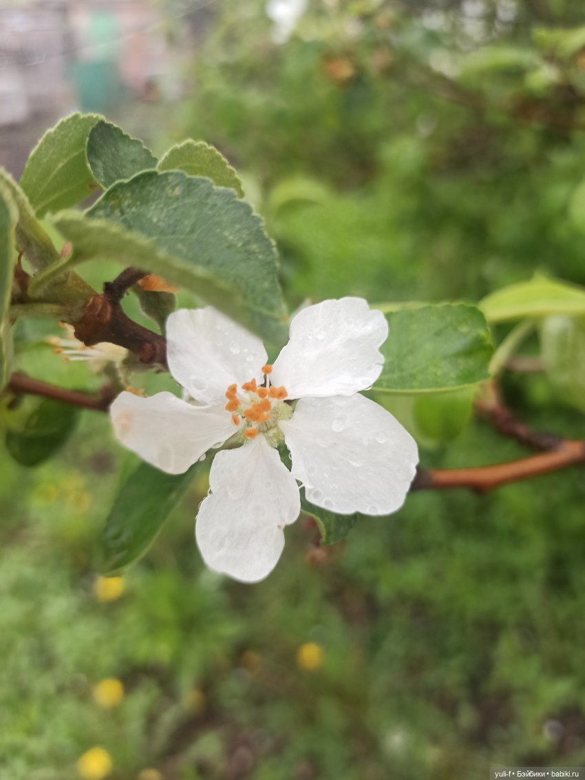 Зося, май и небольшое путешествие | Бэйбики Зося, май и небольшое путешествие (фото 8)