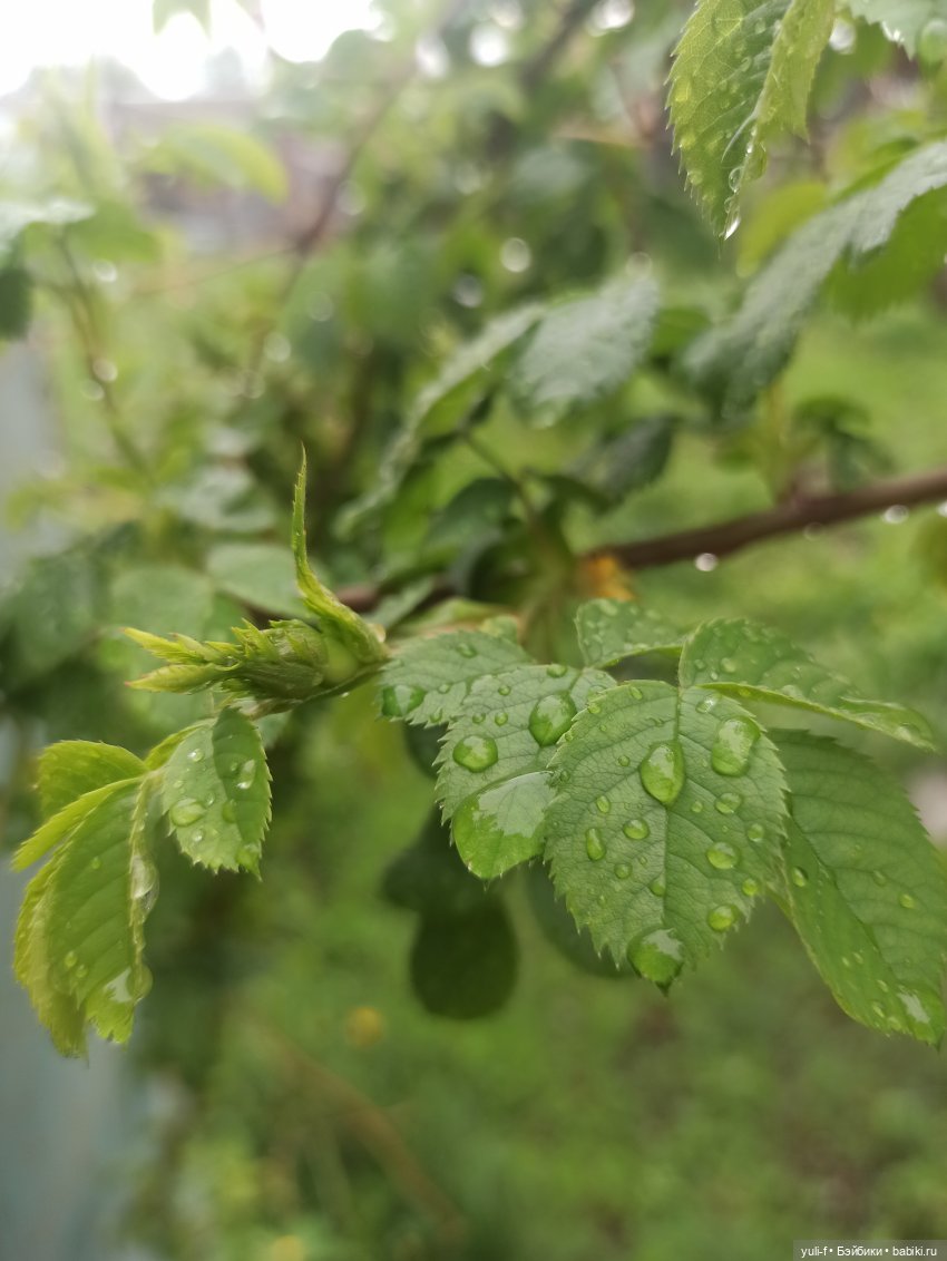 Зося, май и небольшое путешествие | Бэйбики Зося, май и небольшое путешествие (фото 7)