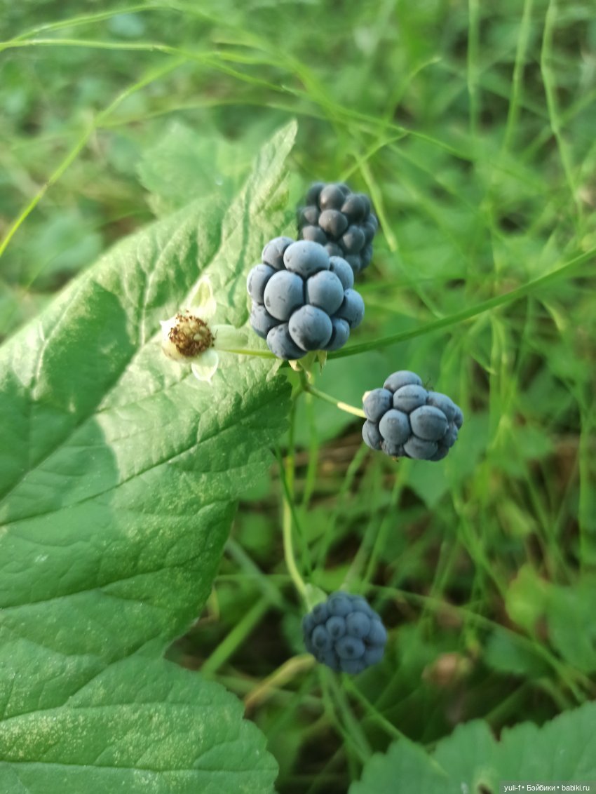 Ягодный микс — Игровые куклы разных производителей (Разное): редкие бренды (фото 5)