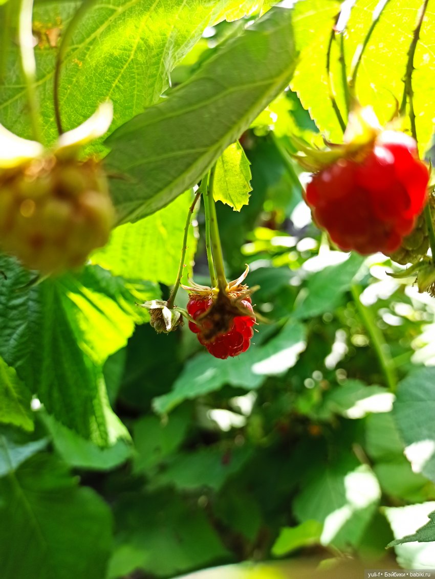 Ягодный микс — Игровые куклы разных производителей (Разное): редкие бренды (фото 10)