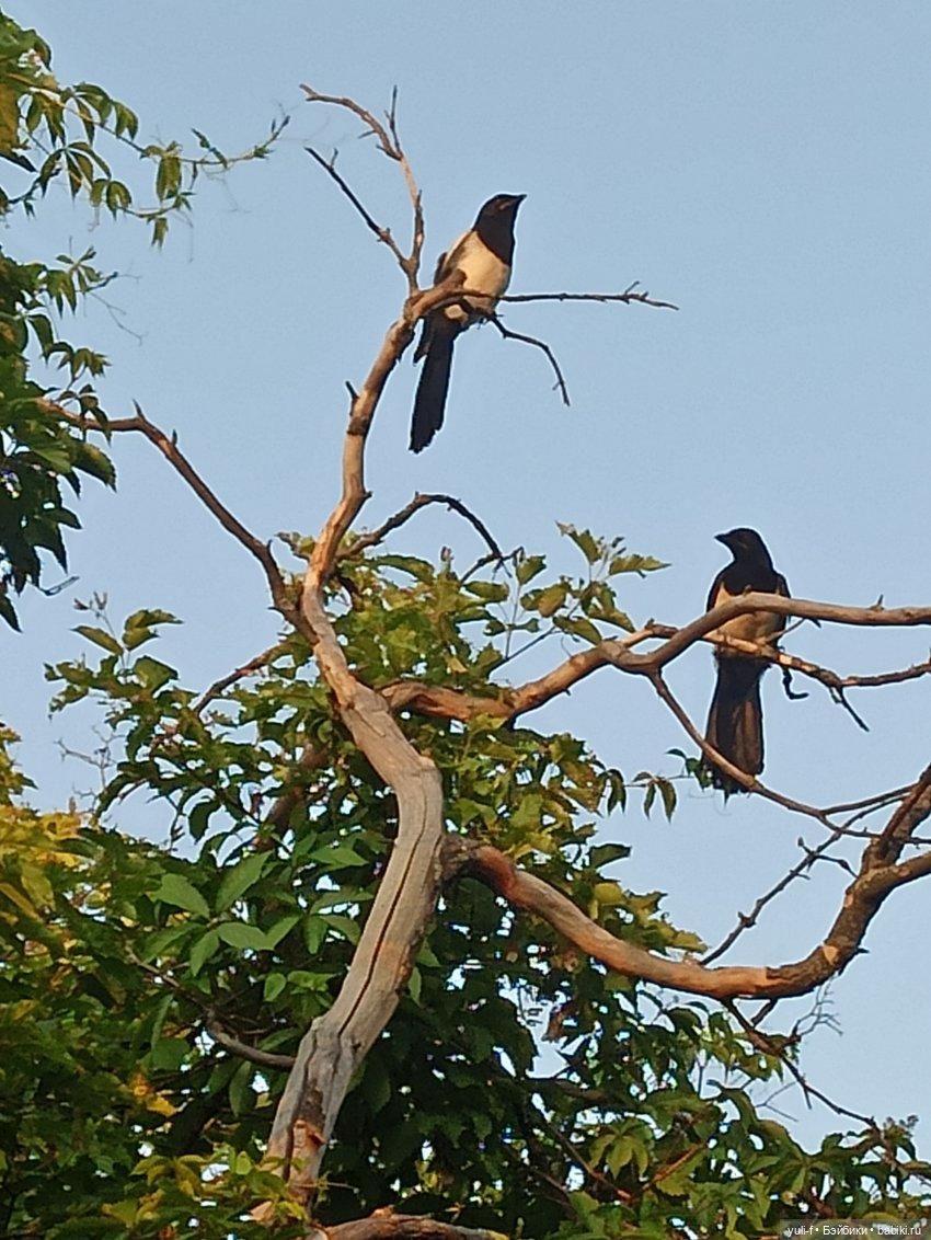 На пруду — Куклы Only Hearts Club (Хартсинки): мягконабивные