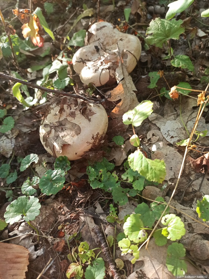 Путевые заметки маленькой туристки. Часть 3 (фото 4)