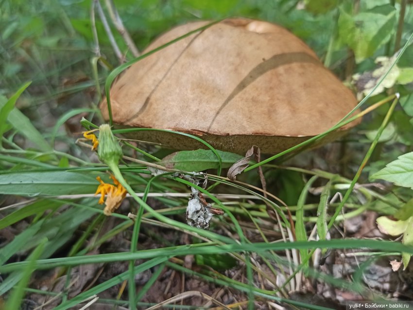 Путевые заметки маленькой туристки. Часть 3 (фото 3)