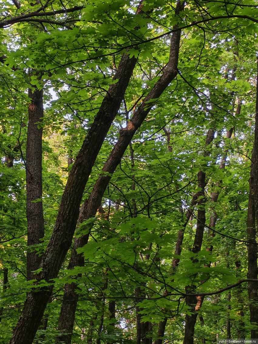 Тропинка в лето — Зарубежные винтажные куклы (Европа (фото 10)