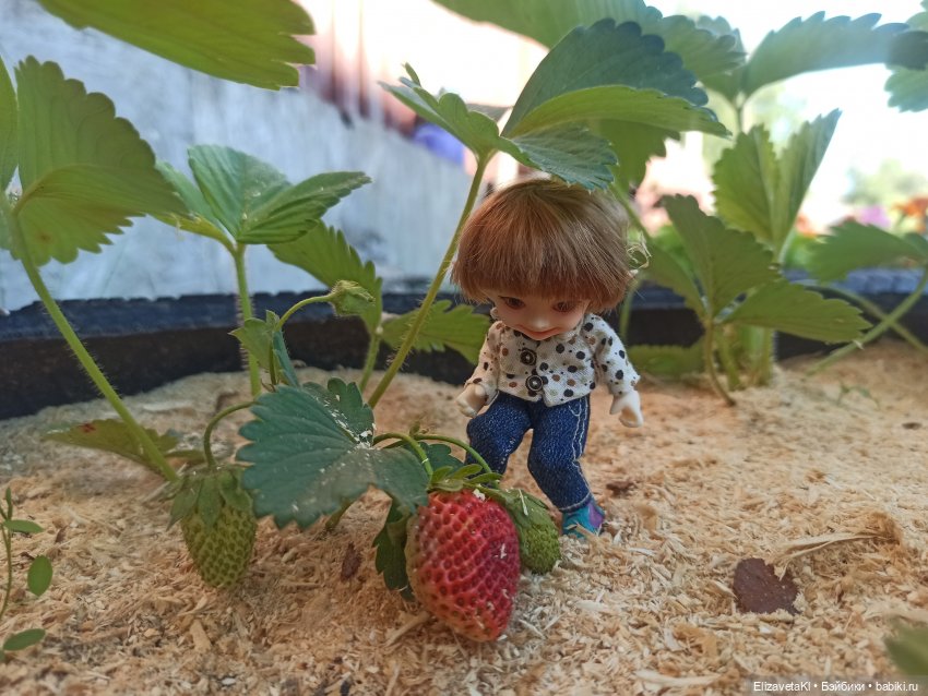 Поход за клубникой. Realpuki. 93 часть (фото 5)