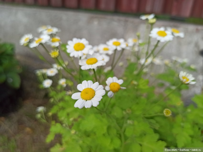 Осень. Realpuki. 109 часть (фото 10)