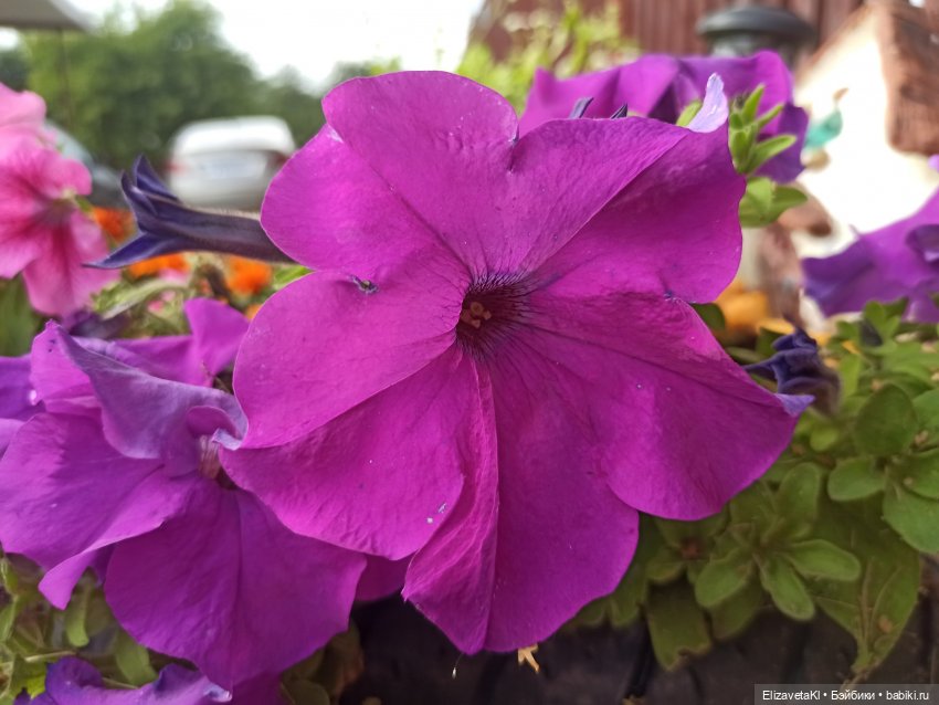 Осень. Realpuki. 109 часть