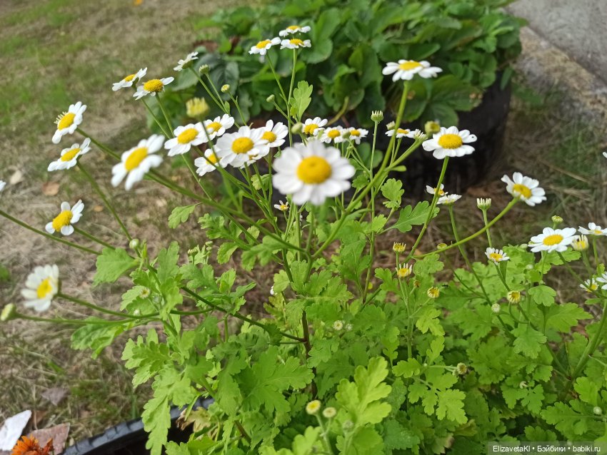 Осень. Realpuki. 109 часть (фото 5)