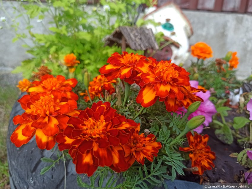 Осень. Realpuki. 109 часть (фото 9)