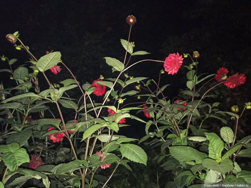 Асоль и Жучок. Realpuki. 110 часть