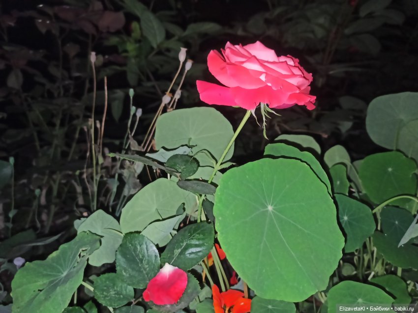 Асоль и Жучок. Realpuki. 110 часть (фото 9)