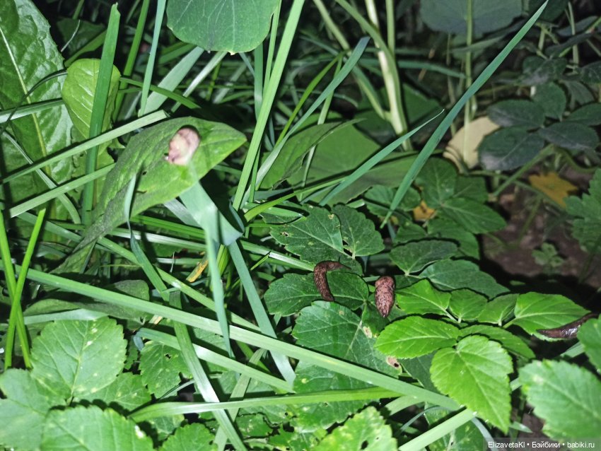 Асоль и Жучок. Realpuki. 110 часть (фото 10)