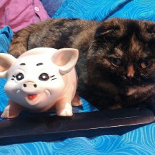 Подсунули! Кинули! Хотел реборнов, хотел шарнирных, а получил вот что!