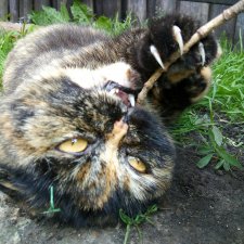 Минутка котиков в рабочий полдень) или в счастливый вечер для  тех, кто видит солнце раньше)