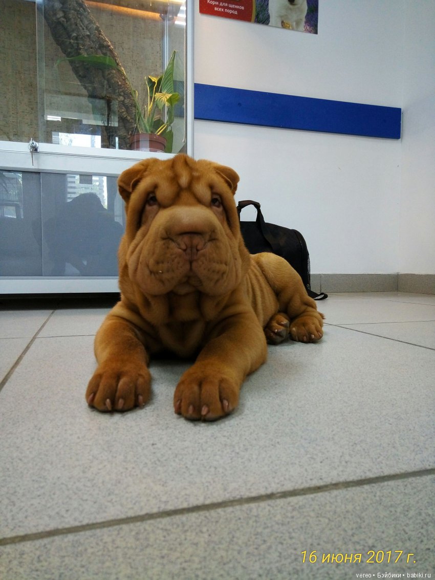 Живой уголок в зооцентре — В мире животных: смешные фото питомцев и зверей (фото 6)