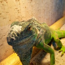 Живой уголок в зооцентре